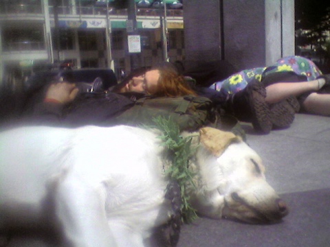 a homeless dog sleeps in Westlake Park Seattle